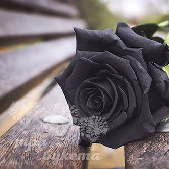 Черные розы поштучно